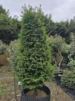Taxus baccata | Order online @ Tendercare