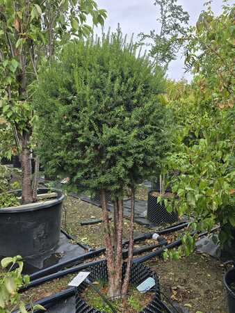 Taxus baccata
