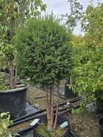 Taxus baccata