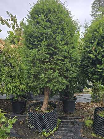 Taxus baccata | Order online @ Tendercare
