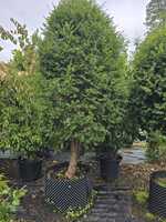 Taxus baccata | Order online @ Tendercare