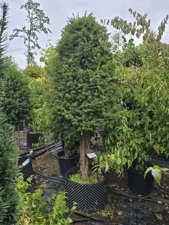 Taxus baccata