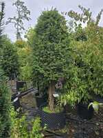 Taxus baccata