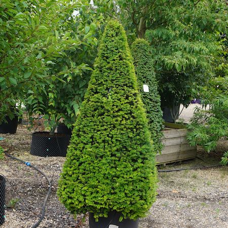 Taxus baccata | Order online @ Tendercare