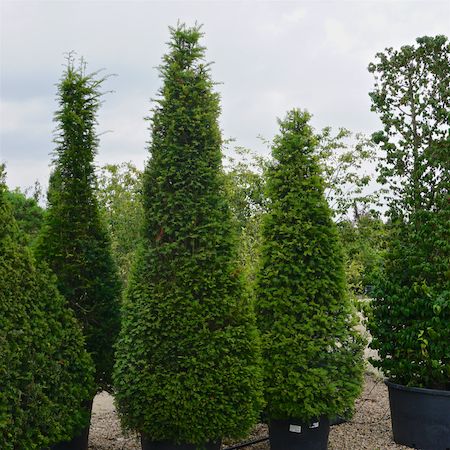 Taxus baccata