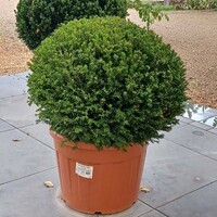 Taxus baccata