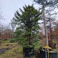 Taxus baccata