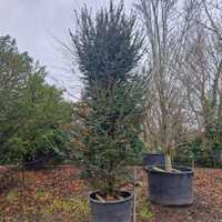 Taxus baccata