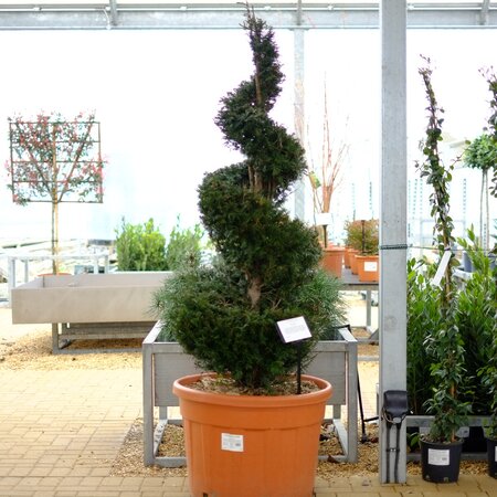 Taxus baccata