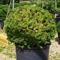Taxus baccata