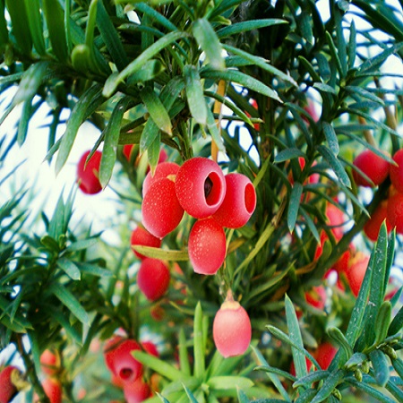 Taxus baccata - image 2