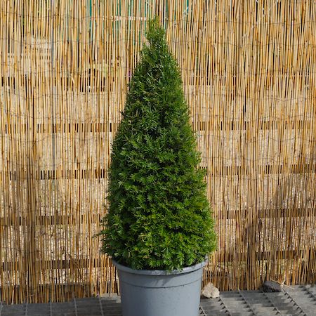 Taxus baccata - image 1