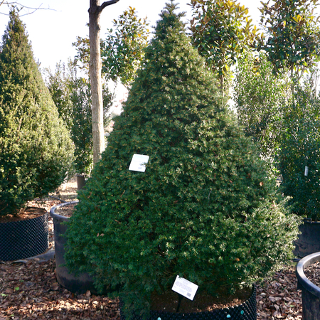 Taxus baccata