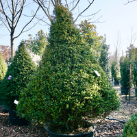 Taxus baccata