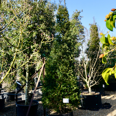 Taxus baccata