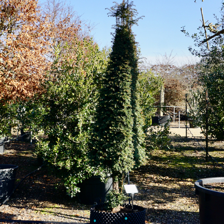 Taxus baccata