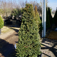 Taxus baccata