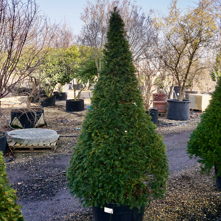 Taxus baccata