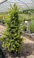 Taxus baccata | Order online @ Tendercare