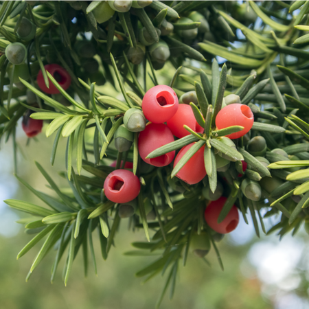 Taxus baccata  Order online @ Tendercare