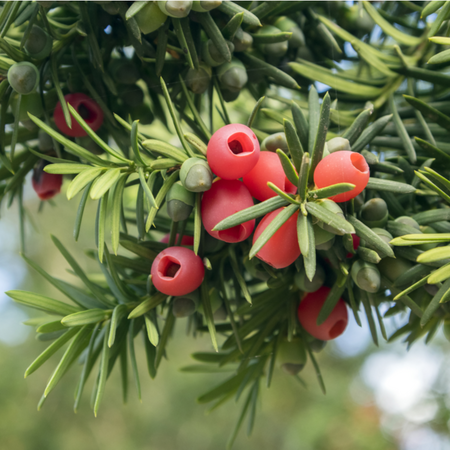 Taxus baccata