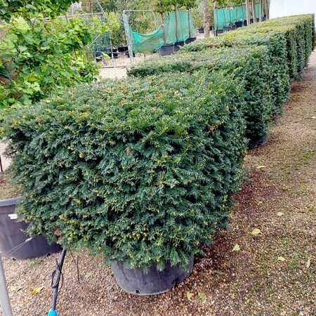 Taxus baccata