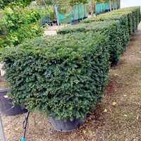 Taxus baccata