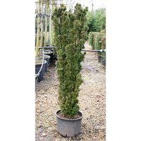 Taxus baccata Fastigiata