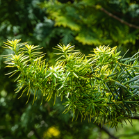 Taxus baccata Fastigiata