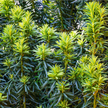 Taxus baccata fastigiata Aurea