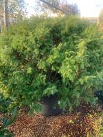 Taxus baccata Semperaurea