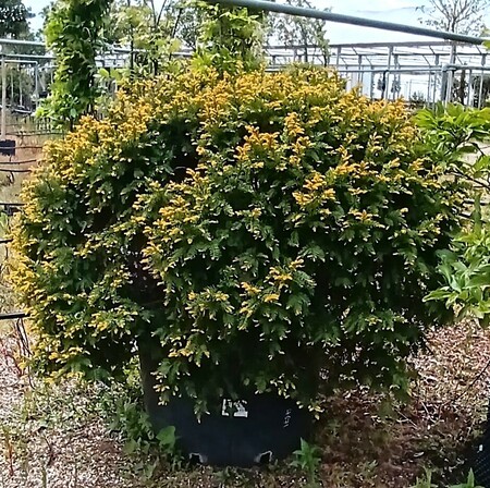 Taxus baccata Semperaurea