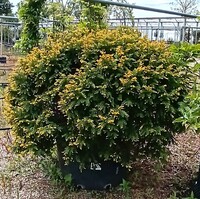 Taxus baccata Semperaurea