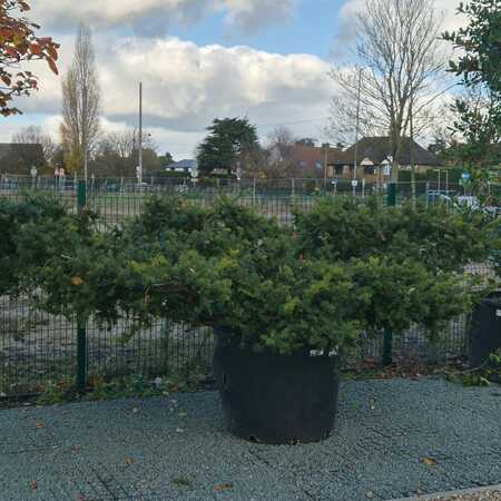 Taxus baccata Summergold - image 3