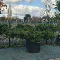 Taxus baccata Summergold - image 3