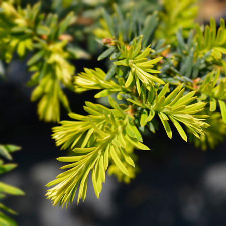 Taxus baccata Summergold | Order online @ Tendercare