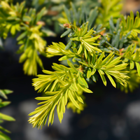 Taxus baccata Summergold | Order online @ Tendercare