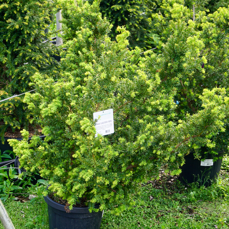 Taxus cuspidata nana