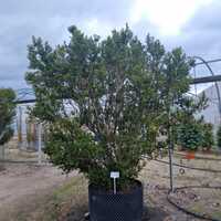 Taxus x media Hillii