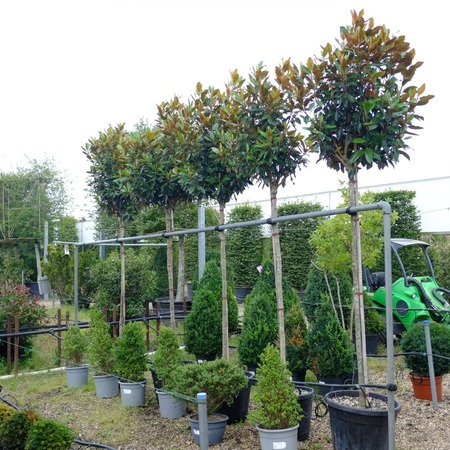 Trees for the Garden