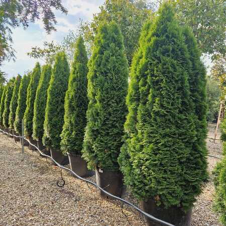 Thuja occ. Smaragd