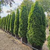 Thuja occ. Smaragd