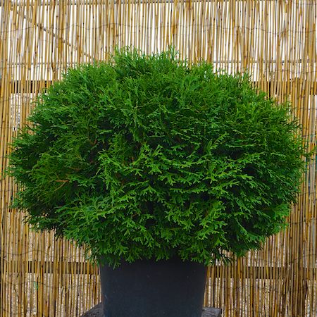 Thuja occ. Tiny Tim - image 2
