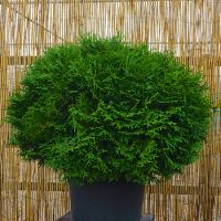 Thuja occ. Tiny Tim - image 2