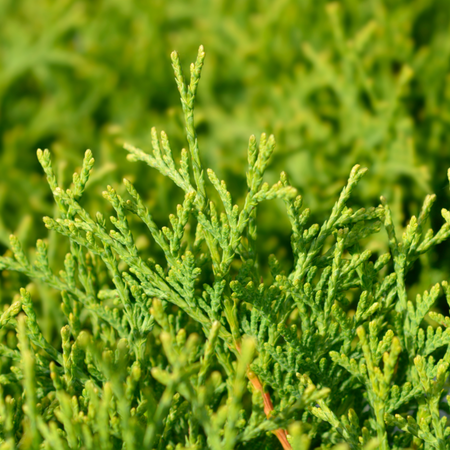 Thuja occ. Tiny Tim