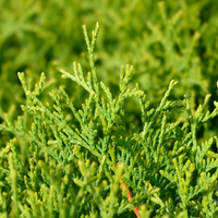 Thuja occ. Tiny Tim