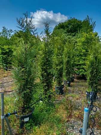 Thuja plicata Atrovirens