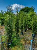 Thuja plicata Atrovirens