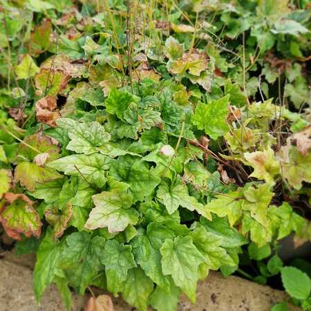 Tiarella wherryi