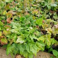 Tiarella wherryi